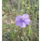 Évelő len (Linum perenne) vetőmag