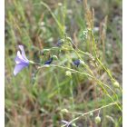 Évelő len (Linum perenne) vetőmag