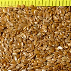   Olajlen, barna magvú (Linum usitatissimum var. macrocarpa) vetőmag