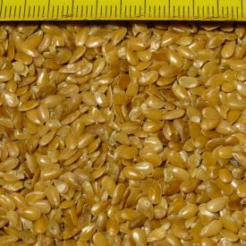   Olajlen, sárga magvú (Linum usitatissimum var. macrocarpa) vetőmag