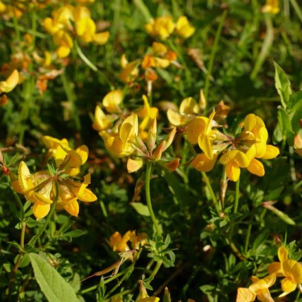 Szarvaskerep (Lotus corniculatus) vetőmag