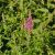 Réti füzény (Lythrum salicaria) vetőmag
