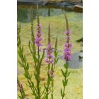 Réti füzény (Lythrum salicaria) vetőmag