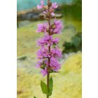 Réti füzény (Lythrum salicaria) vetőmag