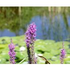 Réti füzény (Lythrum salicaria) vetőmag