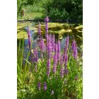Réti füzény (Lythrum salicaria) vetőmag