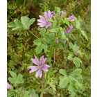 Erdei mályva (Malva sylvestris) vetőmag