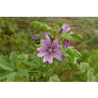 Erdei mályva (Malva sylvestris) vetőmag