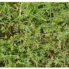Apró lucerna (Medicago minima) vetőmag