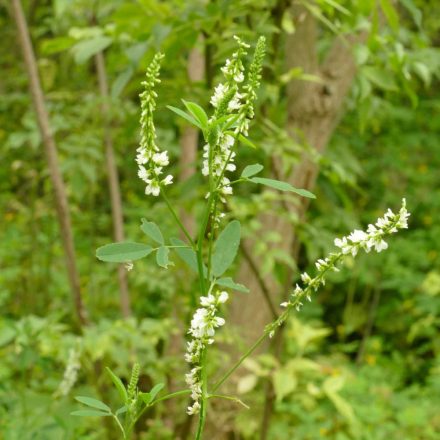 Fehér somkóró, termesztett kétéves forma (Melilotus albus) vetőmag