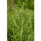 Fehér somkóró, termesztett kétéves forma (Melilotus albus) vetőmag