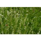 Fehér somkóró, termesztett kétéves forma (Melilotus albus) vetőmag