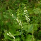 Fehér somkóró, termesztett kétéves forma (Melilotus albus) vetőmag