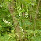 Fehér somkóró, termesztett kétéves forma (Melilotus albus) vetőmag