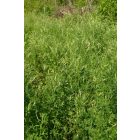 Fehér somkóró, vad forma (Melilotus albus) vetőmag