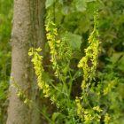 Orvosi somkóró (Melilotus officinalis) vetőmag