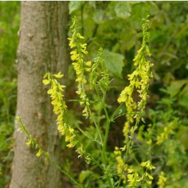 Orvosi somkóró (Melilotus officinalis) vetőmag