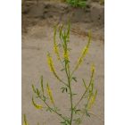Orvosi somkóró (Melilotus officinalis) vetőmag