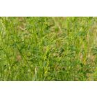 Orvosi somkóró (Melilotus officinalis) vetőmag