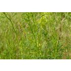 Orvosi somkóró (Melilotus officinalis) vetőmag