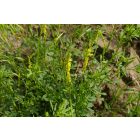 Orvosi somkóró (Melilotus officinalis) vetőmag