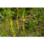 Orvosi somkóró (Melilotus officinalis) vetőmag