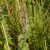 Lómenta (Mentha longifolia) vetőmag