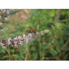 Lómenta (Mentha longifolia) vetőmag