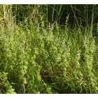 Lómenta (Mentha longifolia) vetőmag