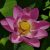 Szibériai lótusz (Nelumbo nucifera ssp. komarovii) vetőmag