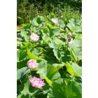 Szibériai lótusz (Nelumbo nucifera ssp. komarovii) vetőmag