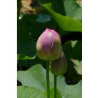 Szibériai lótusz (Nelumbo nucifera ssp. komarovii) vetőmag