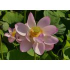 Szibériai lótusz (Nelumbo nucifera ssp. komarovii) vetőmag