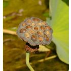 Szibériai lótusz (Nelumbo nucifera ssp. komarovii) vetőmag