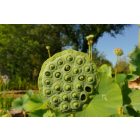 Szibériai lótusz (Nelumbo nucifera ssp. komarovii) vetőmag