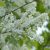 Zselnicemeggy (Padus avium ssp. padus) vetőmag