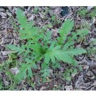 Pipacs (Papaver rhoeas) vetőmag