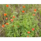 Pipacs (Papaver rhoeas) vetőmag