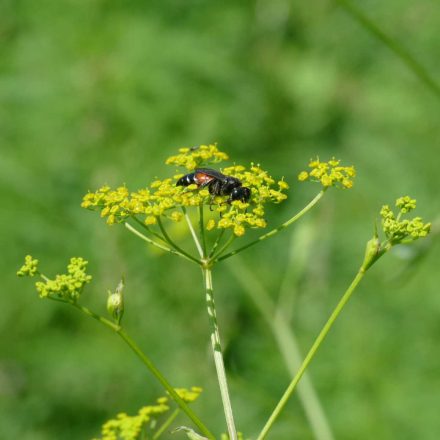 Vad pasztinák (Pastinaca sativa) vetőmag