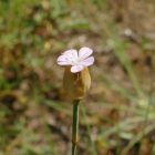 Homoki aszúszegfű (Petrorhagia prolifera) vetőmag