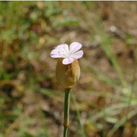 Homoki aszúszegfű (Petrorhagia prolifera) vetőmag