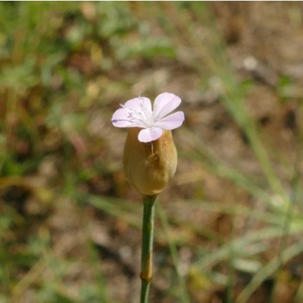 Homoki aszúszegfű (Petrorhagia prolifera) vetőmag