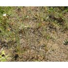 Homoki aszúszegfű (Petrorhagia prolifera) vetőmag