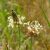 Lándzsás útifű (Plantago lanceolata) vetőmag