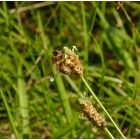 Lándzsás útifű (Plantago lanceolata) vetőmag