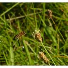Lándzsás útifű (Plantago lanceolata) vetőmag