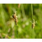 Lándzsás útifű (Plantago lanceolata) vetőmag