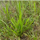 Lándzsás útifű (Plantago lanceolata) vetőmag