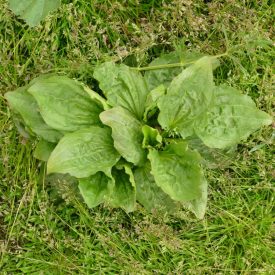 Nagy útifű (Plantago major) vetőmag