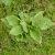 Nagy útifű (Plantago major) vetőmag
